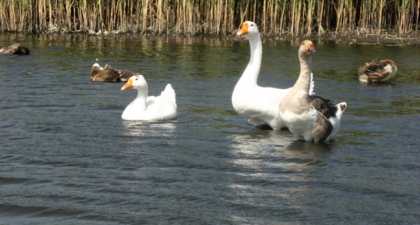 В Орске мужчина ушел пасти гусей и умер