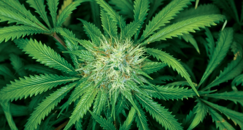 В Орске сотрудники полиции изъяли 350 грамм марихуаны