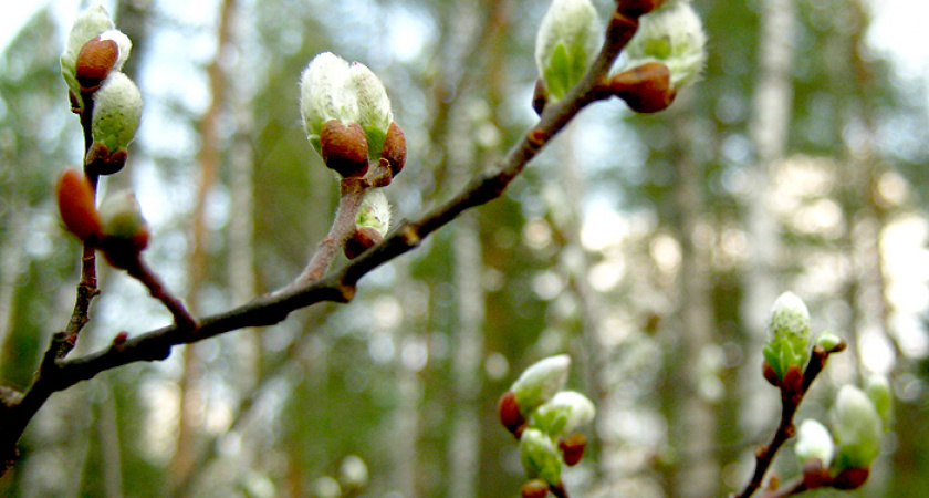 Синоптики: в Оренбуржье до 20 градусов тепла