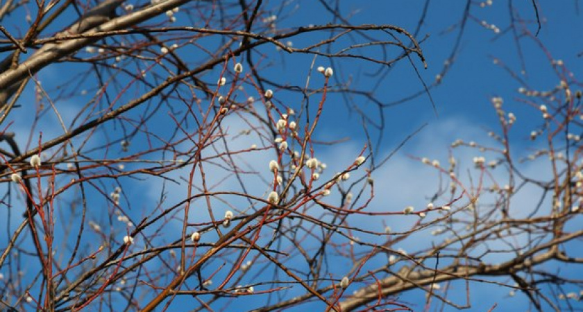 Синоптики: тёплая погода не покидает Оренбуржье