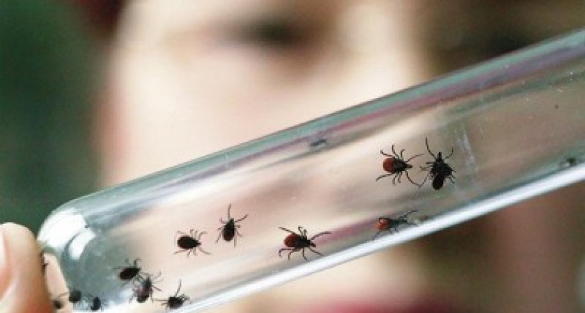 В Оренбуржье начался сезон активности клещей