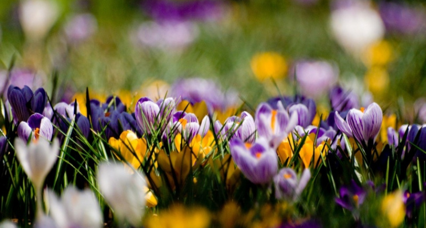 В Оренбурге за продажу и покупку первоцветов будут наказывать