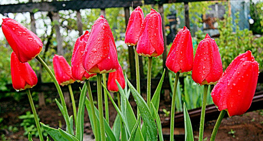 Фото дня: с каплями дождя цветы ярче и чище кажутся