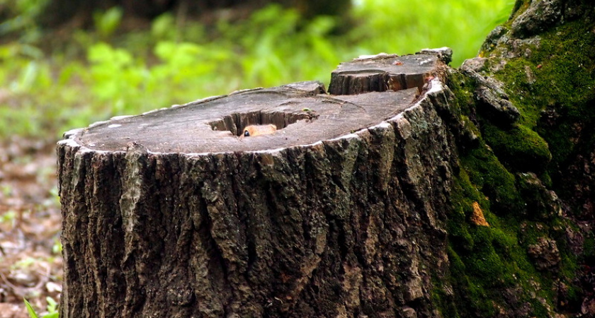 Фото дня: маленький брат следит за вами