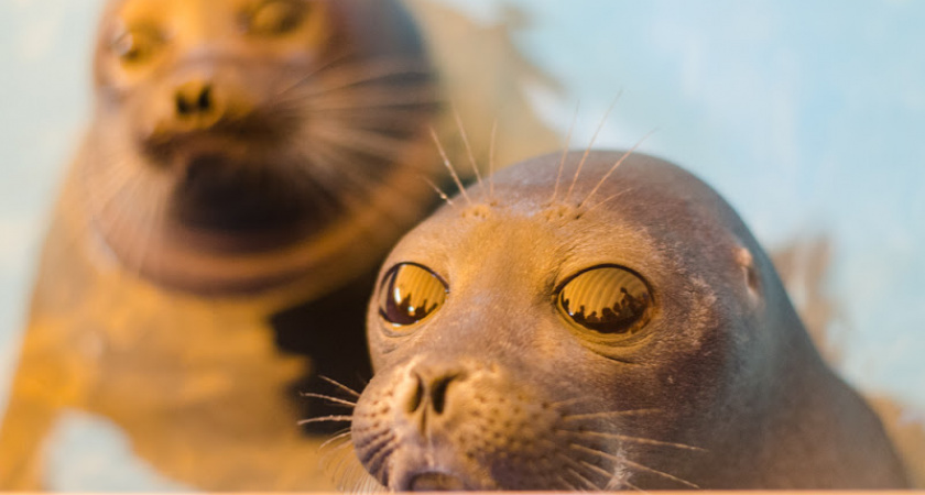 Блогтур в нерпинарии "Шоу байкальской нерпы"