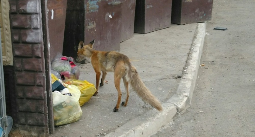 По улицам Оренбурга бродит дикая лиса
