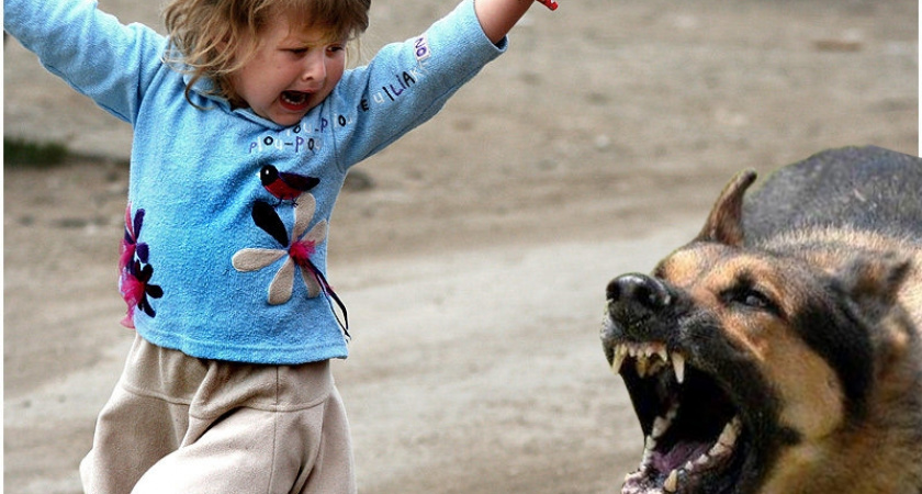 В Абдулино собака покусала 12-летнюю девочку