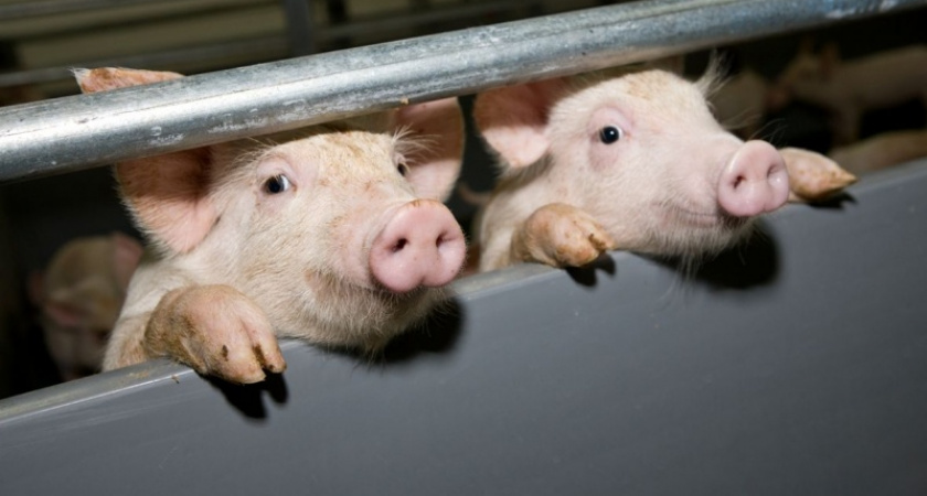 Оренбурженка похитила со свинофермы имущество стоимостью 336 тысяч рублей