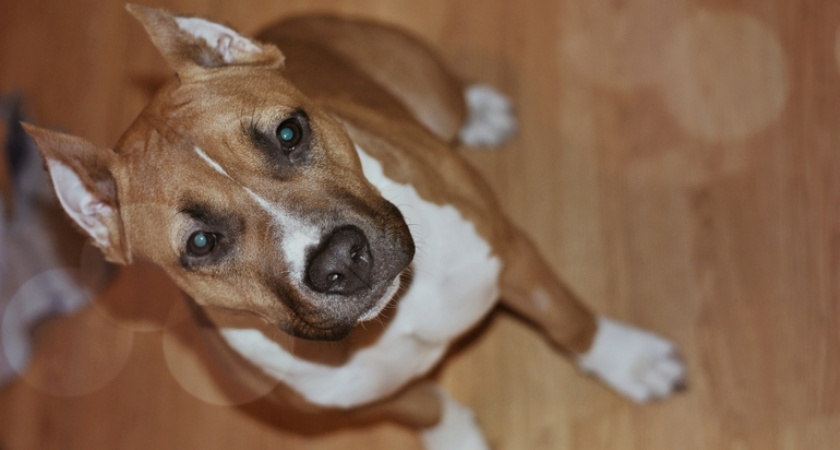 В Оренбурге трехлетний ребенок пострадал от укуса стаффорда