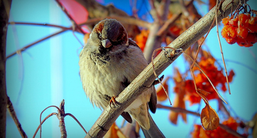 Жирные оренбургские воробьи доедают последнюю рябину