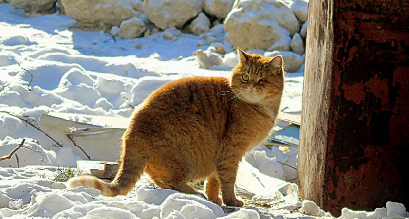 Четверг. Оренбуржцы постят котиков