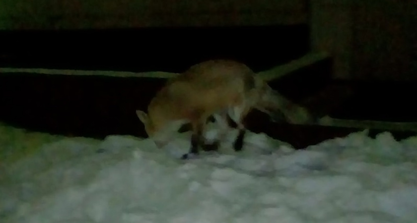 Бешеные лисы в Оренбурге. Что делать?