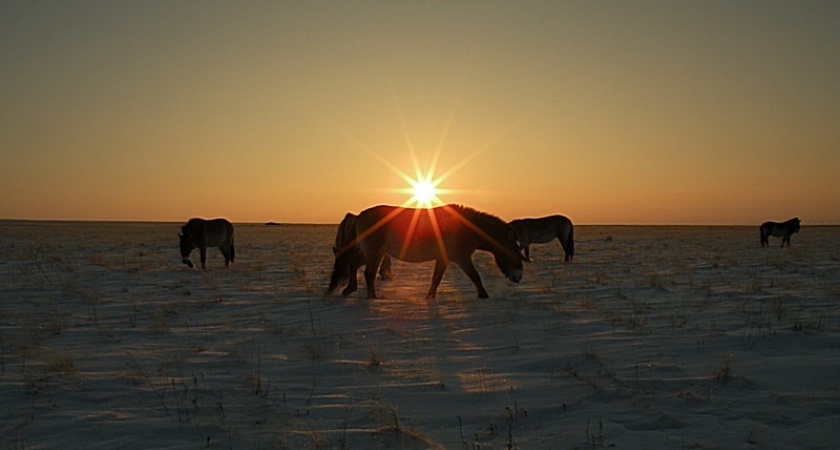 Как лошади Пржевальского в новом заповеднике зимовали. Фотографии