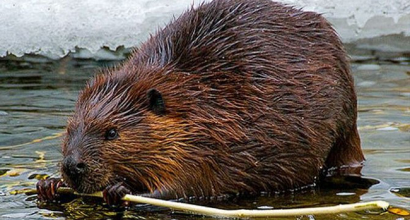 Всем бобра. В Оренбурге начали ремонтировать дороги