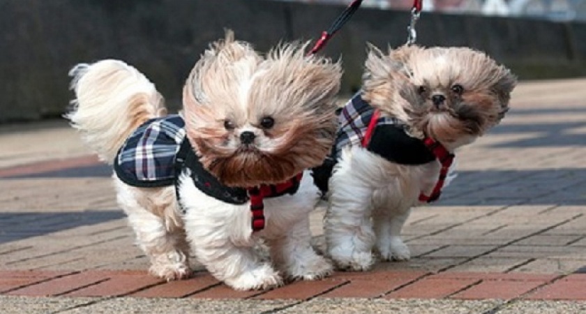 Надвигаются ветра. Погода в Оренбурге на 20 марта