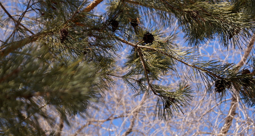 Будет ли в этом году весна? Фотопрогулки оренбургских блоггеров