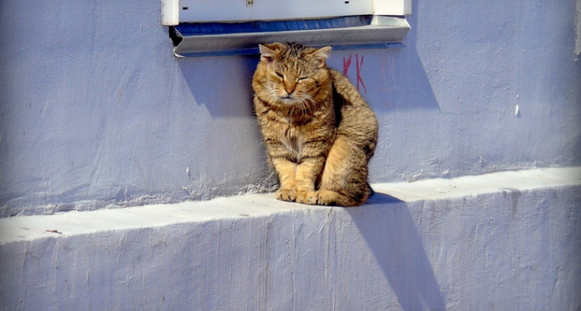 Утомленные солнцем. Оренбургские четверговые коты