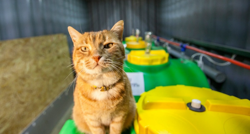 Танцы на пластике. Гринпис опубликовал необычное видео из Оренбурга