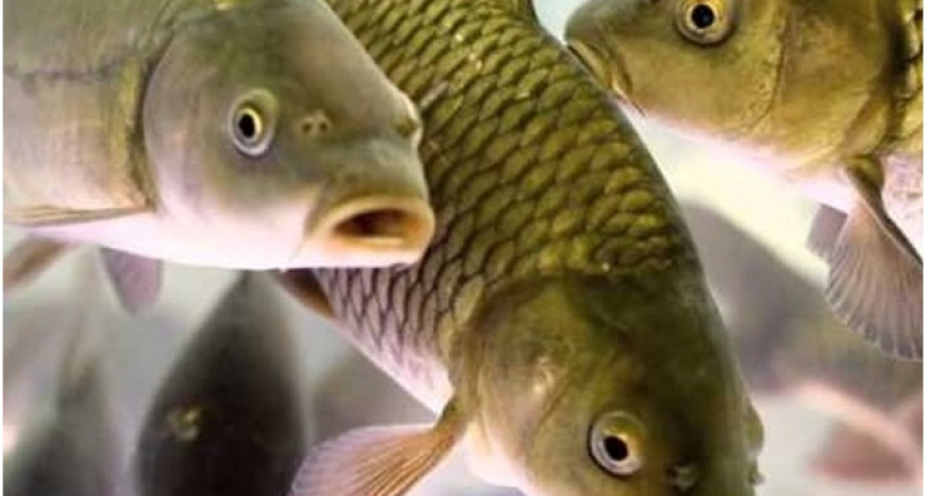 600 мальков. В Оренбургские водоёмы выпустили маленьких рыб
