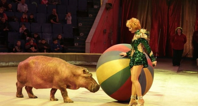 Лыко да мочало. В Оренбурге снова обсуждают строительство нового цирка