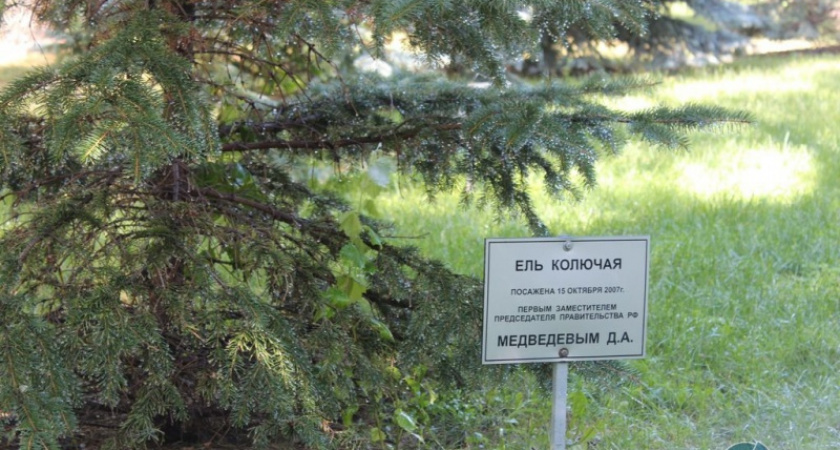 Елки-палки. Деревья, посаженные Медведевым в парке “Салют-победа”, засохли