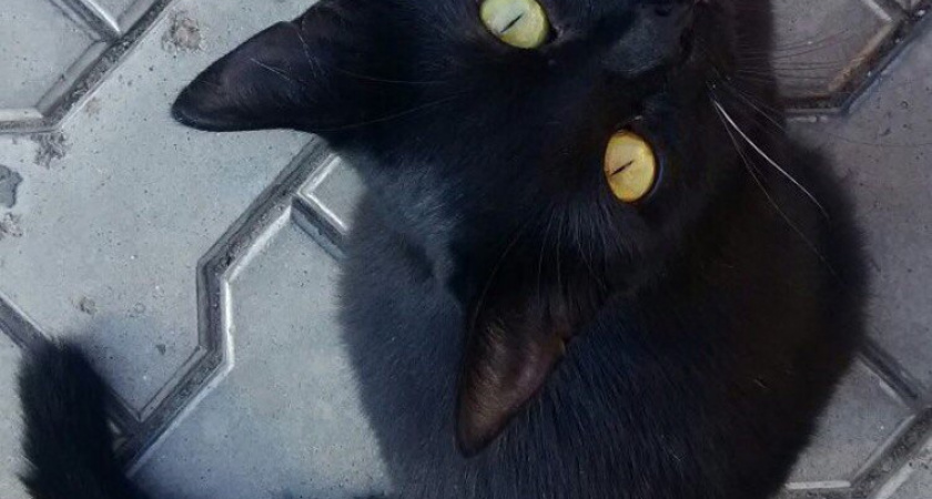 Ах, этот взгляд. Оренбургские четверговые коты