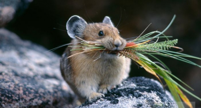 Ручная Фрося. В Оренбургском заповеднике “Предуральская степь” приручили пищуху