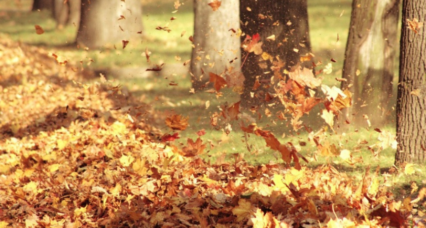 Осенние листья по ветру кружат. Погода в Оренбурге на 9 октября