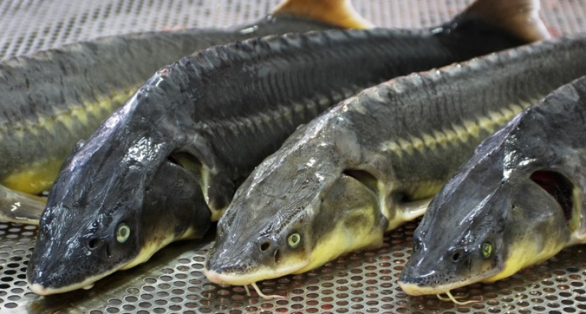 На безрыбье. На границе с Казахстаном задержана партия севрюги, стерляди, осетра