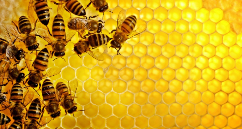 Улей. Многодетные оренбургские семьи могут заняться пчеловодством
