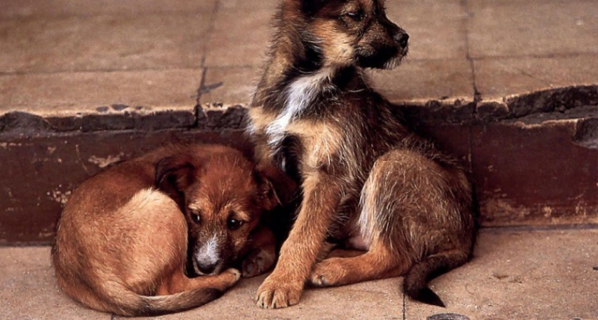 Стоп-догхантер. Оренбуржцы готовят петицию о запрете отстрела собак