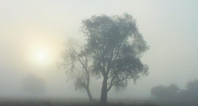 Ежик в тумане. Прогноз оренбургской погоды на 20 апреля
