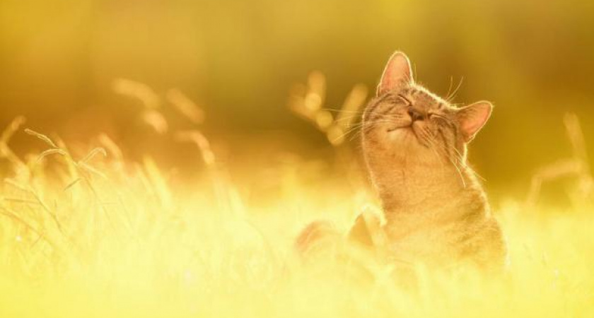 Ах, лето. Прогноз оренбургской погоды на 08.07.18 г.