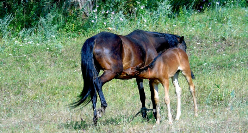 Лошадиная выправка. Жанна Валиева о питомцах села Алабердино