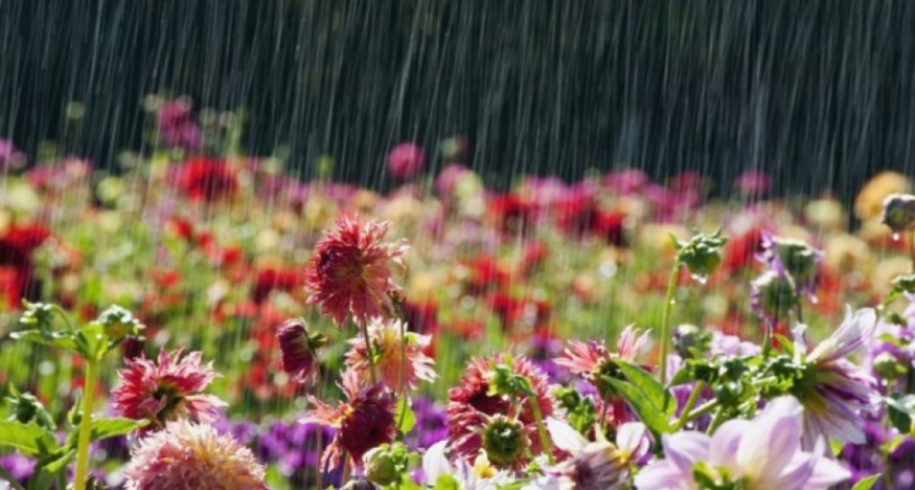 Последний июльский ливень. Прогноз оренбургской погоды на 31.07.18 г.