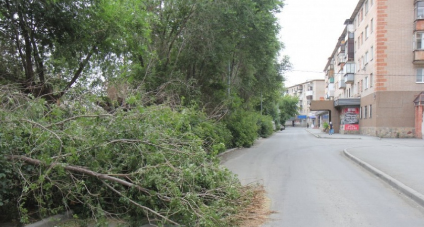 Из своего кармана. В Орске на дорогах лежат поваленные деревья