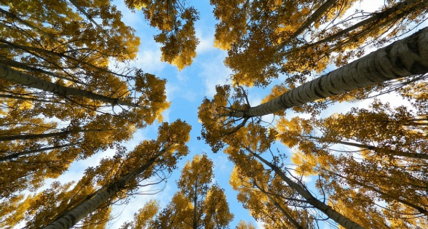 Осень, мне бы прочь от земли. Прогноз оренбургской погоды на 31.10.18 г.