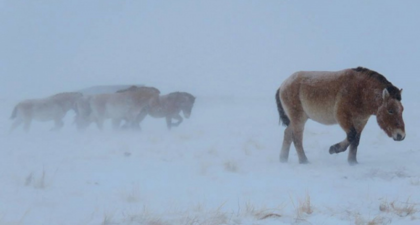 Лошади драматизма не ощущали. Дмитрий Немальцев о буране в заповеднике "Оренбургский"