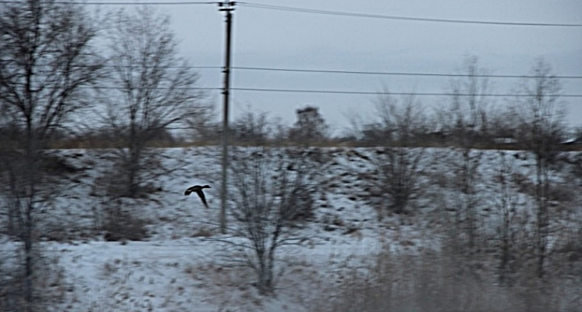 С доверием к людям. ВГАЕ.РУ о зазимовавших на Ирикле диких утках