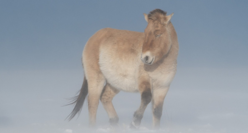 Очарованный странник. Журнал National Geographic опубликовал фото лошади Пржевальского из заповедника "Оренбургский"
