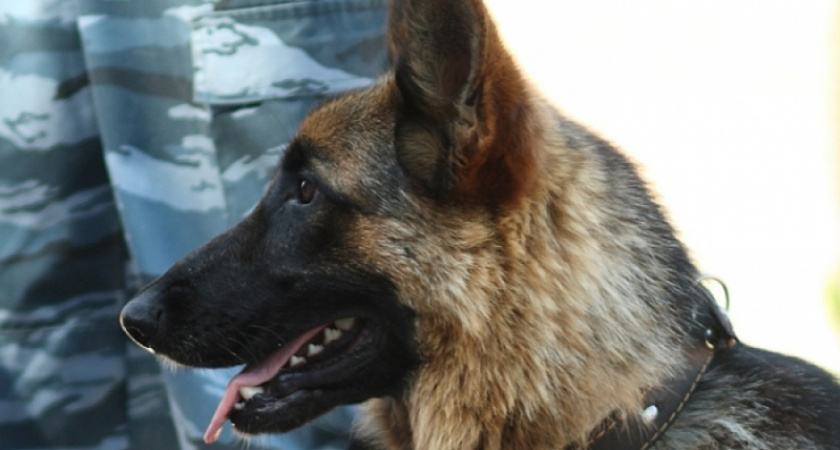 Комиссар Юта. Топ-7 криминальных новостей Оренбуржья за 21.01.19 г.