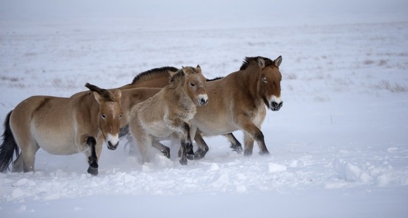Вызов холостяков. Рreuralsteppe о жизни лошадей Пржевальского в Оренбургском заповеднике