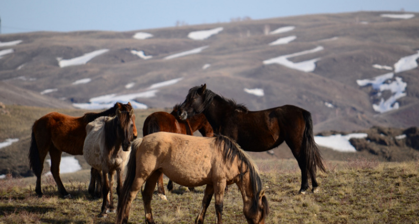 Ходят кони над рекою. Фотопоход Игоря Титова по Губерлинским горам