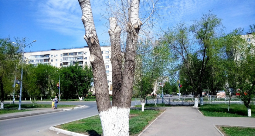 Необъявленная война. Владимир Беребин об обрезке деревьев в Оренбурге