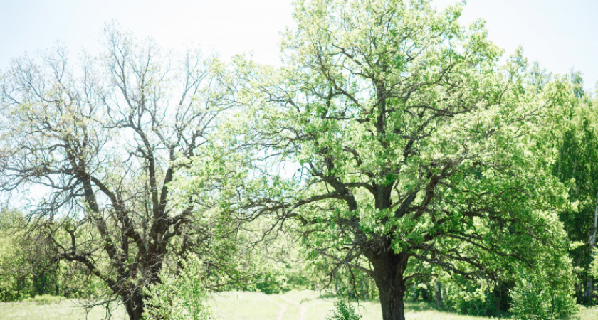 50 оттенков зеленого. Фотозарисовка тюльганских пейзажей от Константина Филякина