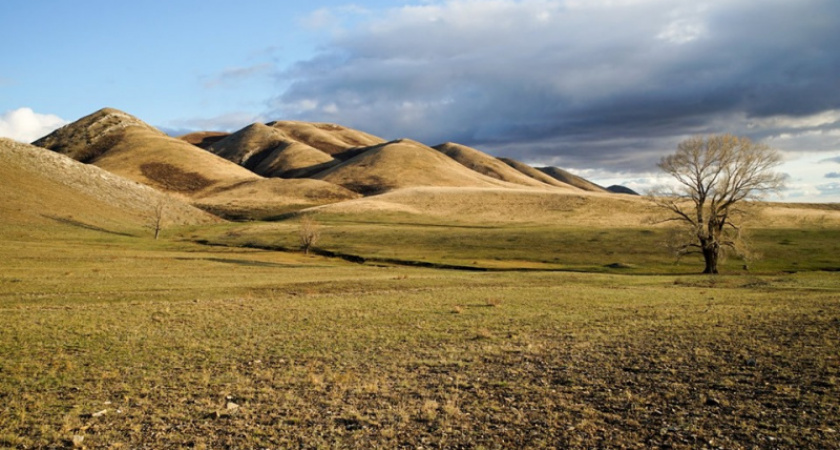 Птичка, две косули. Октябрь в Оренбуржье, фото Андрея Черкасова