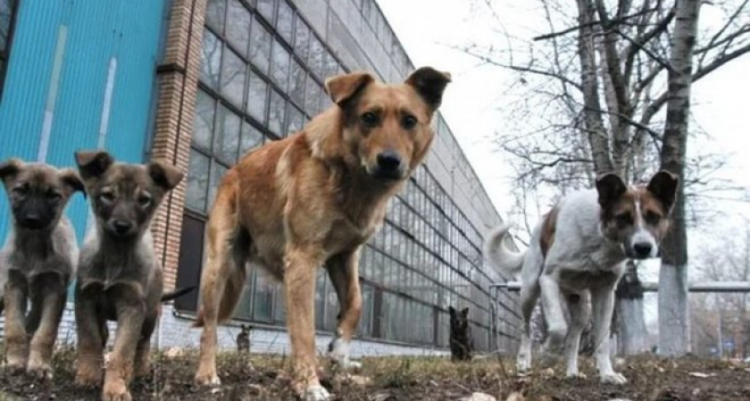 В Оренбурге стая бродячих собак напала на ребёнка