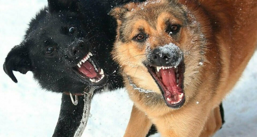 В Оренбурге бродячая собака покусала школьницу