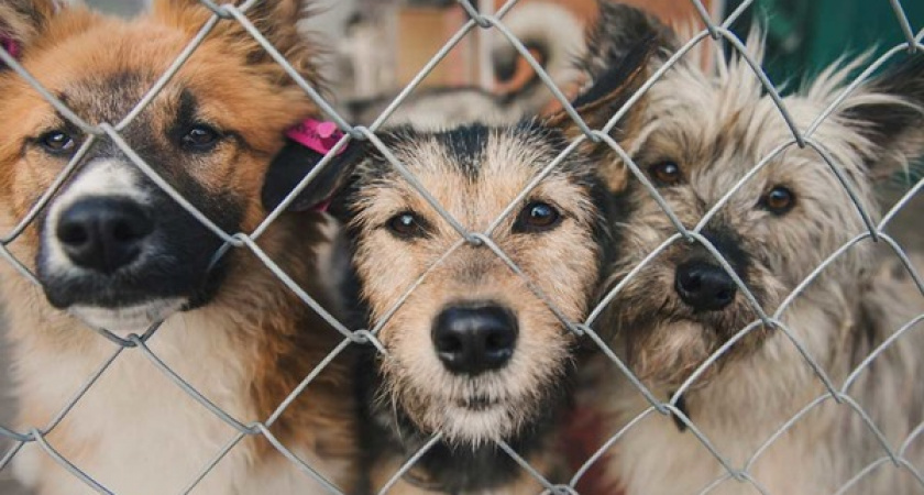 На юге Оренбурга построят приют для собак в 2023 году