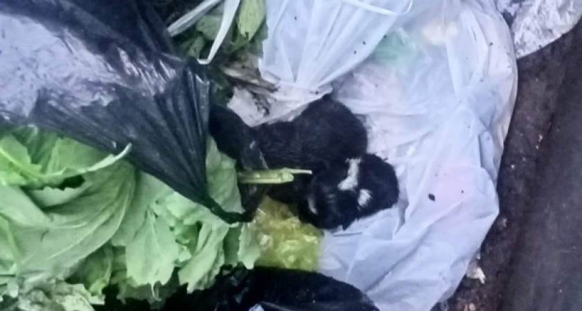 В одном из мусорных баков Оренбурга нашли новорожденных щенков 